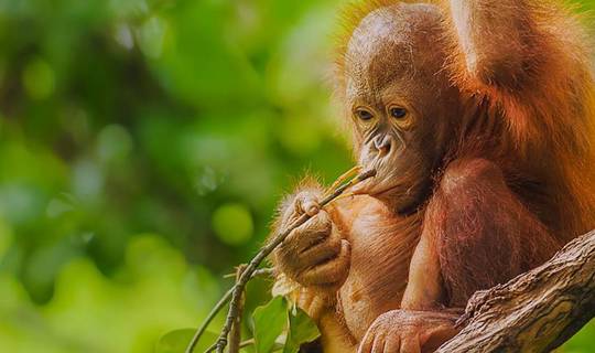 Baby orangutan sat in a tree, Borneo