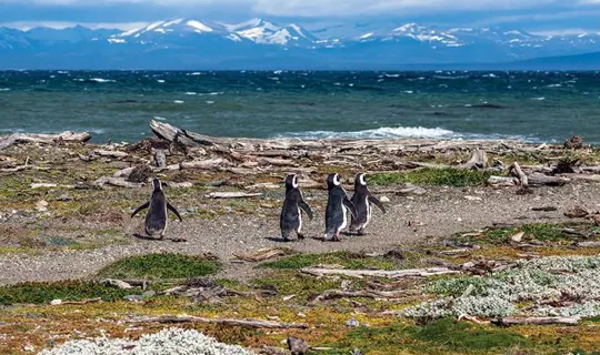 Penguins on Magdalena Island in Chile's Patagonia