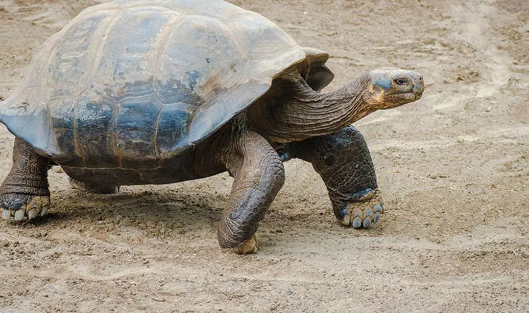 Giant Tortoise, Galapagos Islands, Ecuador