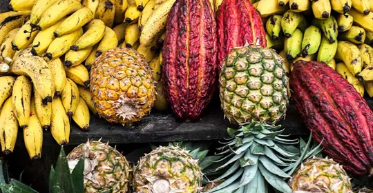 Ecuador Fruit 800X500