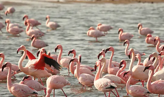Nambia Flamingos2