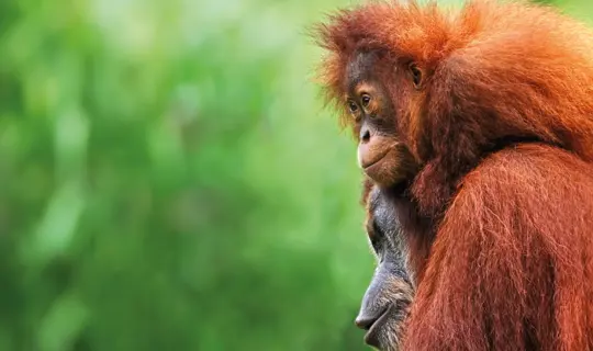Orangutans in the forest