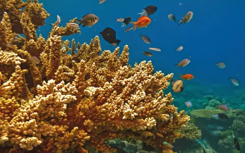 slah-barrier-reef-800x500.jpg