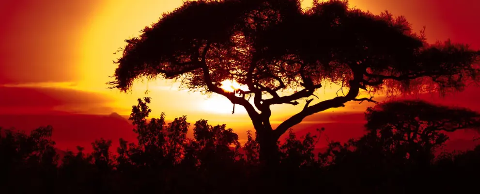 South African tree