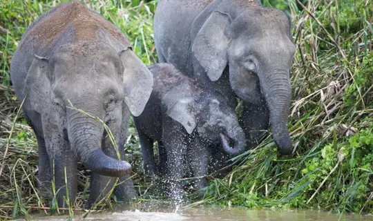 Adventures In Far East RF Borneo Pygmy Elephants Shutterstock 127113884 800X500
