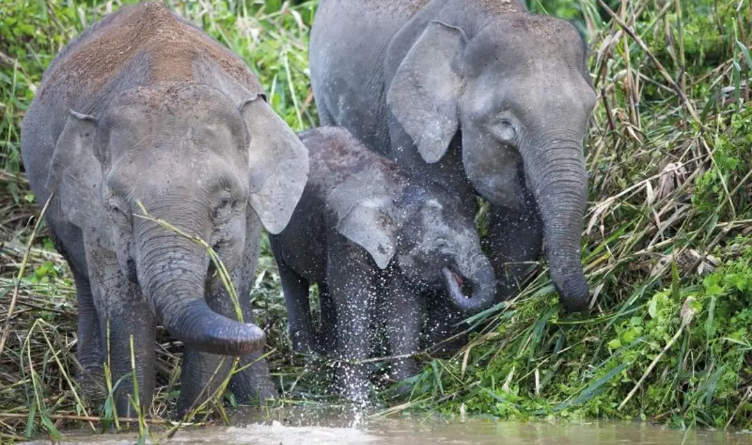 Adventures In Far East RF Borneo Pygmy Elephants Shutterstock 127113884 800X500