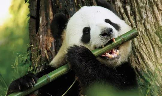 slcgr_panda_800x500.jpg (1)